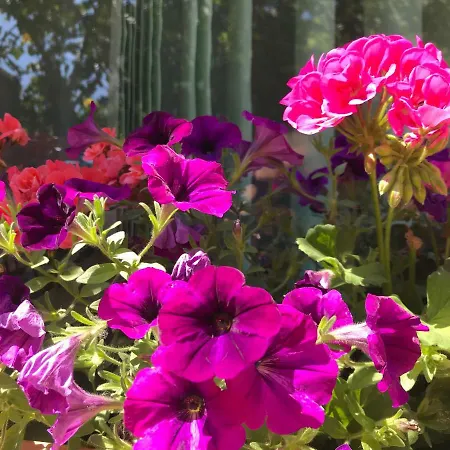 Black Sea House בית הארחה